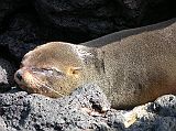 Galapagos 6-1-15 Santiago Puerto Egas Galapagos Fur Seal The Galapagos fur seal is the smallest of the fur seals found in the Southern Hemisphere. During the day they hide from the hot equatorial sun in shelves or caves of the rocky lava cliffs. At night they feed on squid and fish avoiding the sharks, which are their natural predator.